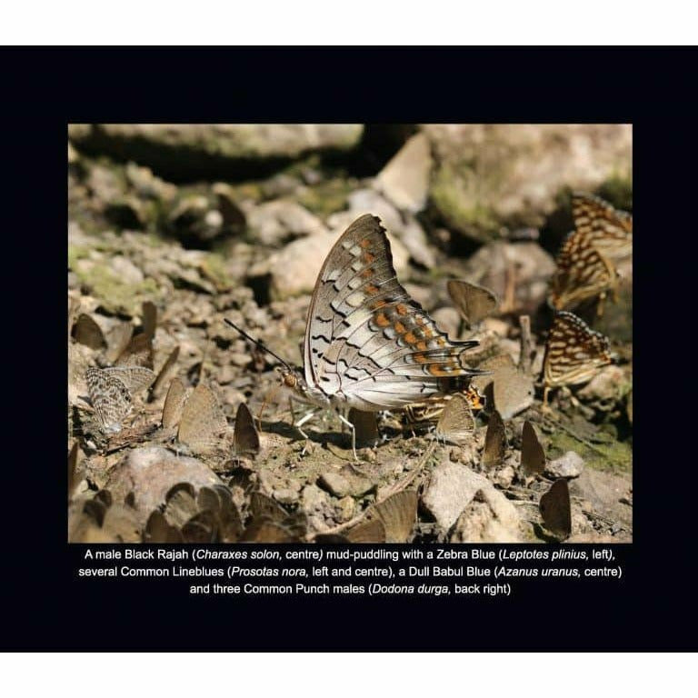 Butterfly Log: Margalla Hills National Park